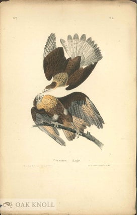 Seven color printed lithographic engravings of John J. Audubon's 'Birds of America' by J. T. Bowen